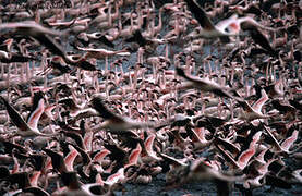 Lesser Flamingo