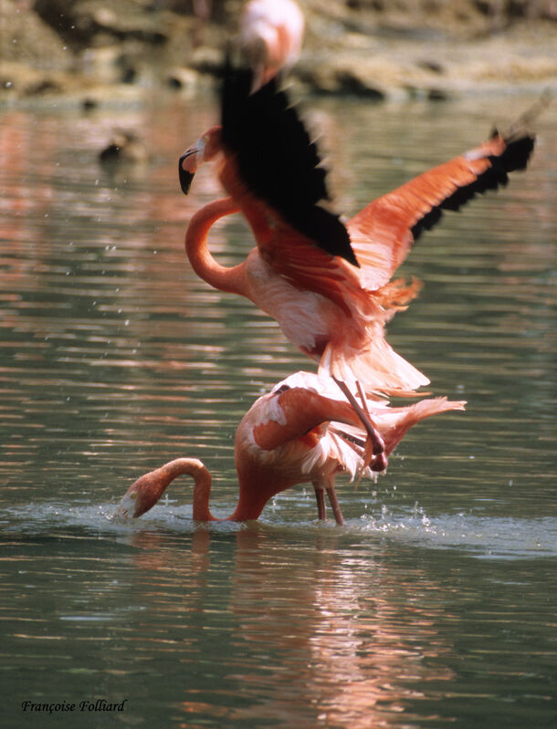 Flamant rose adulte
