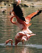 Flamant rose