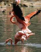 Greater Flamingo