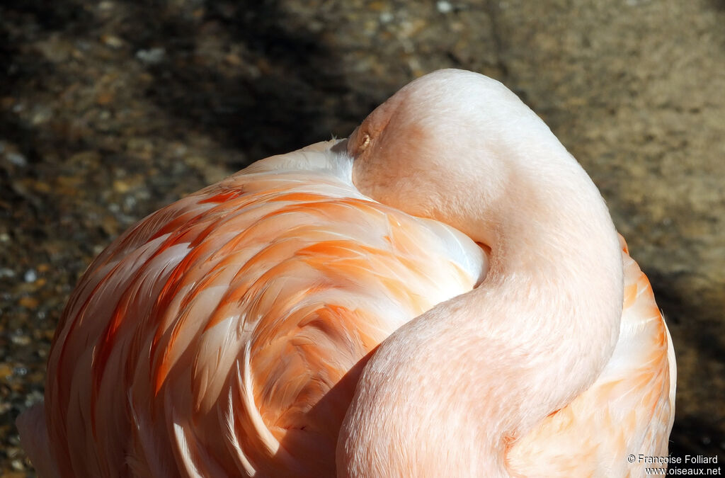 Flamant rose, Comportement