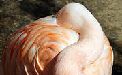 Flamant rose