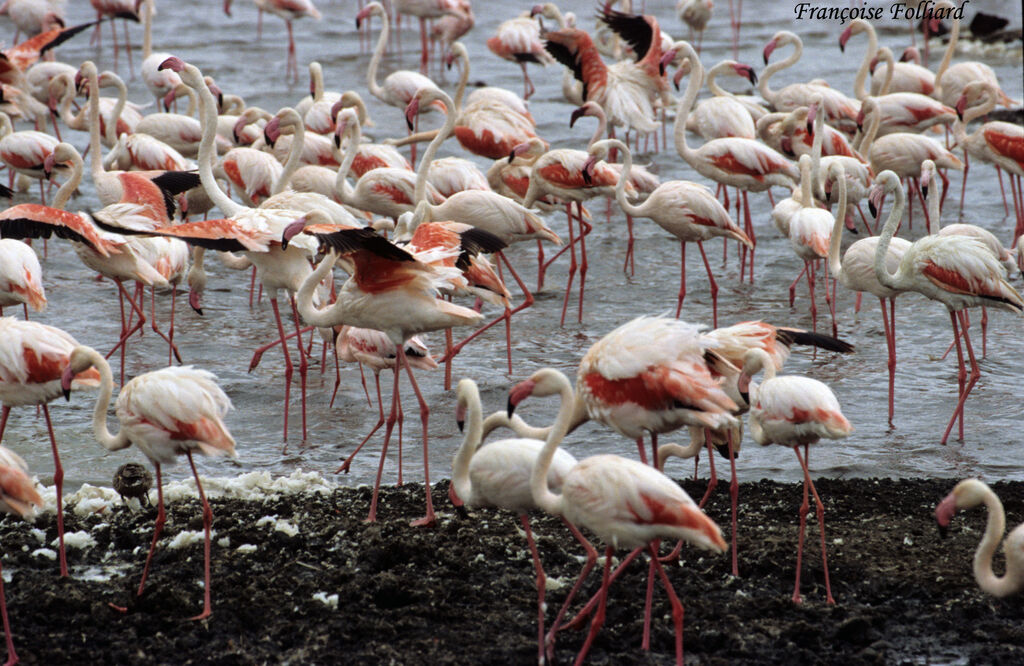 Greater Flamingoadult, identification