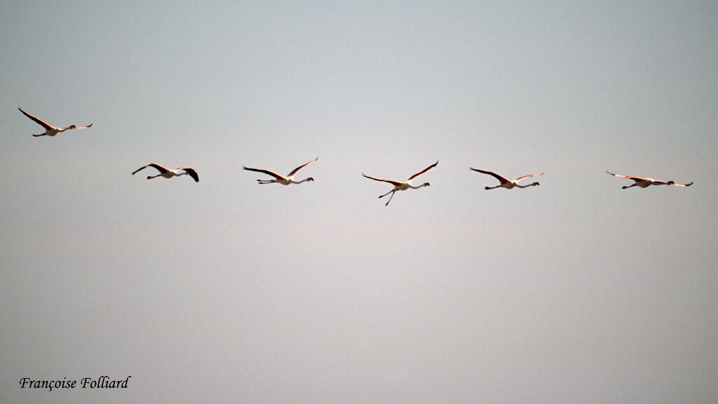 Greater Flamingoadult, Flight