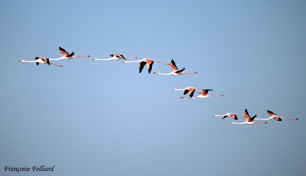 Greater Flamingoadult, Flight