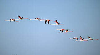 Greater Flamingo