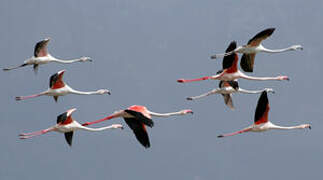 Greater Flamingo