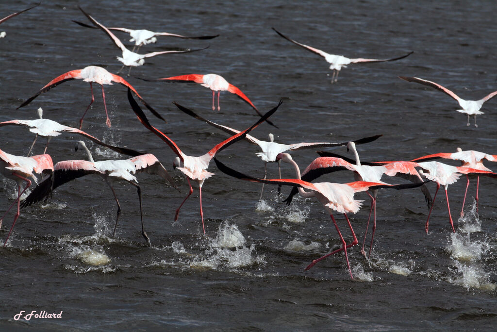 Greater Flamingo, Flight