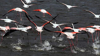 Greater Flamingo