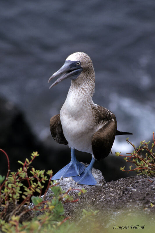 Blue-footed Boobyadult, identification