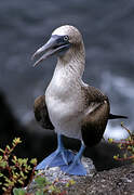 Blue-footed Booby