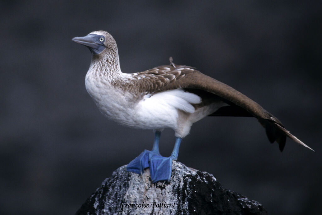 Fou à pieds bleus mâle, identification