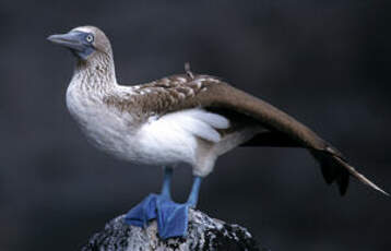 Fou à pieds bleus