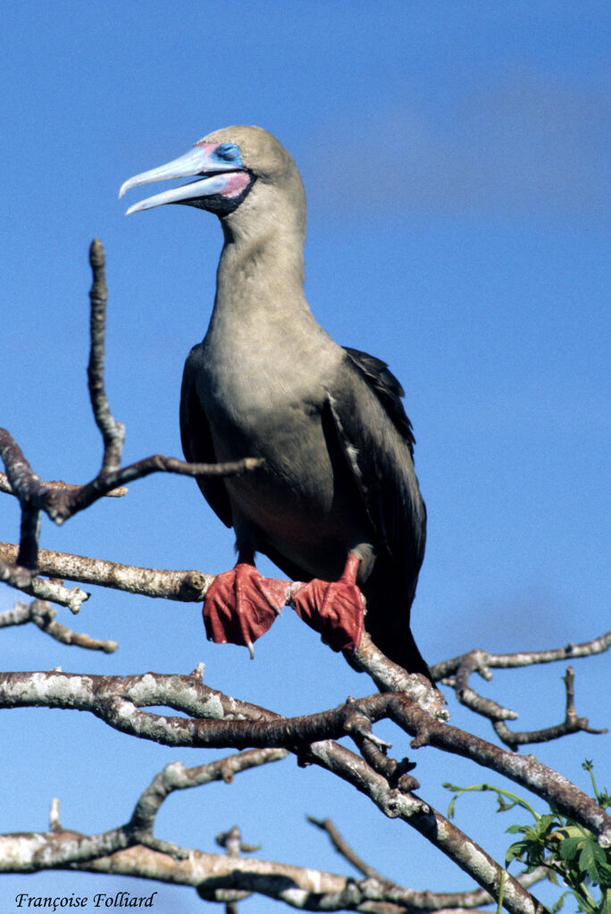 Fou à pieds rougesadulte, identification