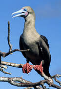 Red-footed Booby