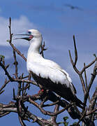 Red-footed Booby