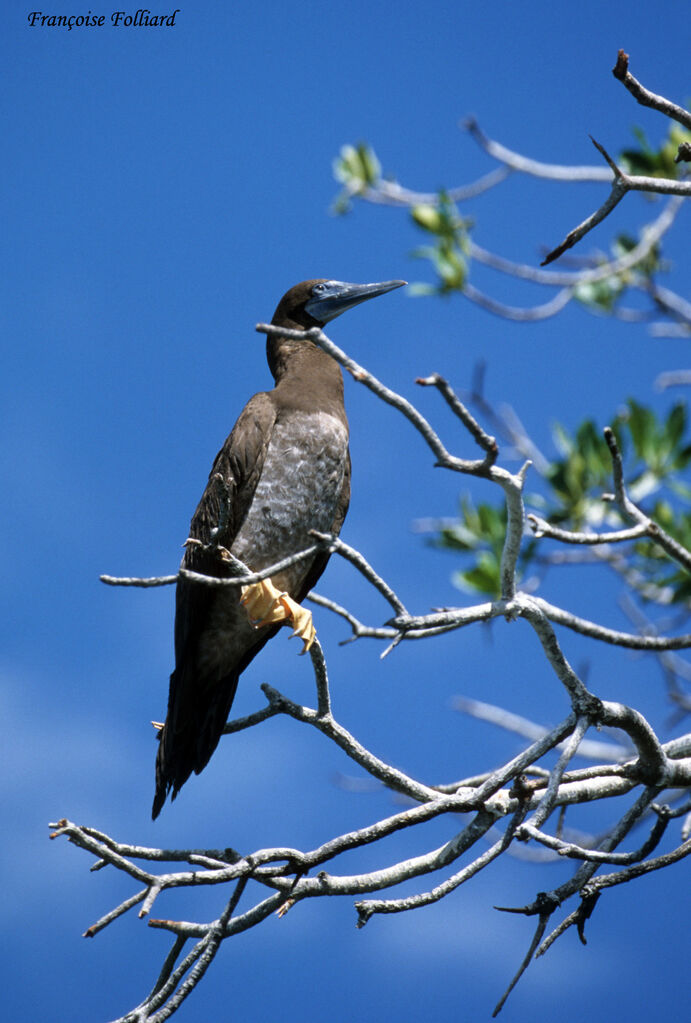 Brown Boobyimmature, identification