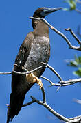 Brown Booby