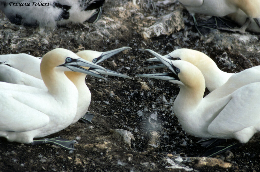 Northern Gannetadult, Behaviour