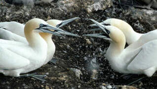 Northern Gannet