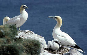 Northern Gannet