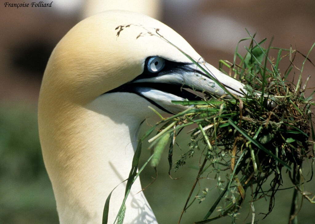 Northern Gannet male adult, Behaviour