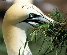 Northern Gannet