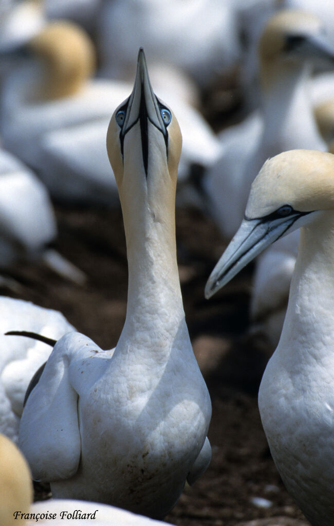 Northern Gannet male adult, Behaviour