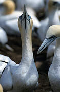 Northern Gannet