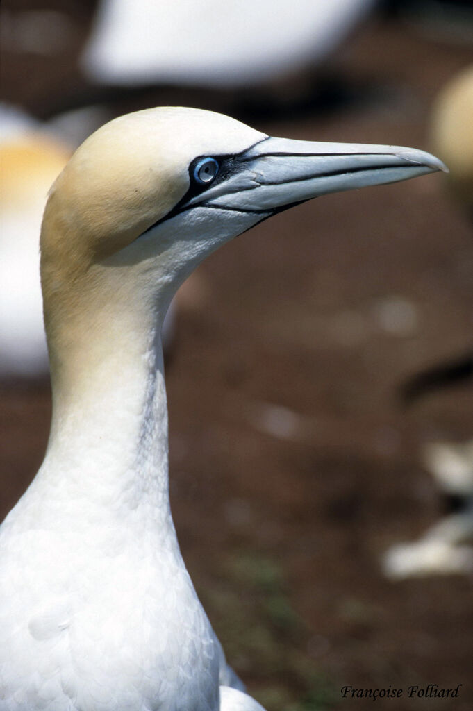 Northern Gannetadult, identification