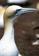 Northern Gannet