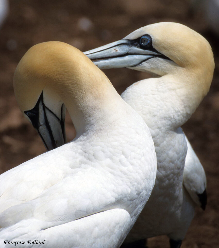 Northern Gannet , identification, Behaviour