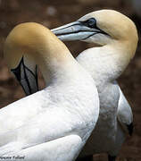 Northern Gannet