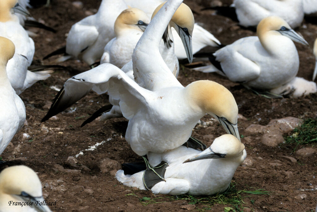 Northern Gannet , Behaviour