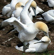 Northern Gannet