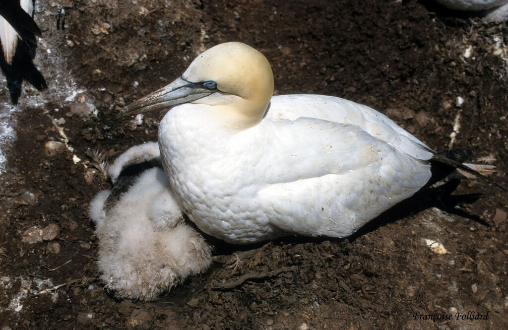 Northern Gannet female, Reproduction-nesting