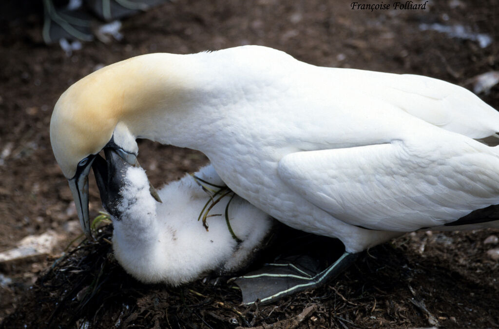 Northern Gannet, feeding habits