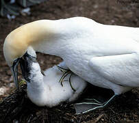 Northern Gannet