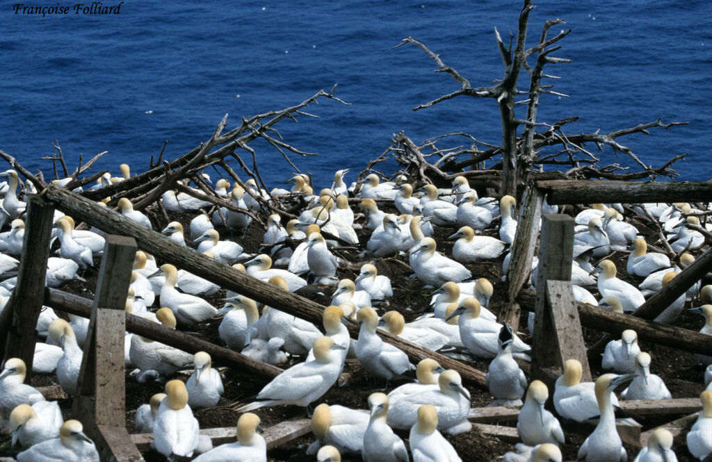 Northern Gannet