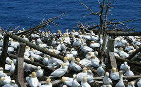 Northern Gannet