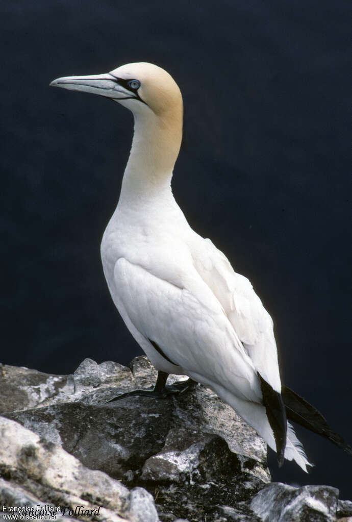 Fou de Bassanadulte, identification