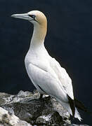 Northern Gannet