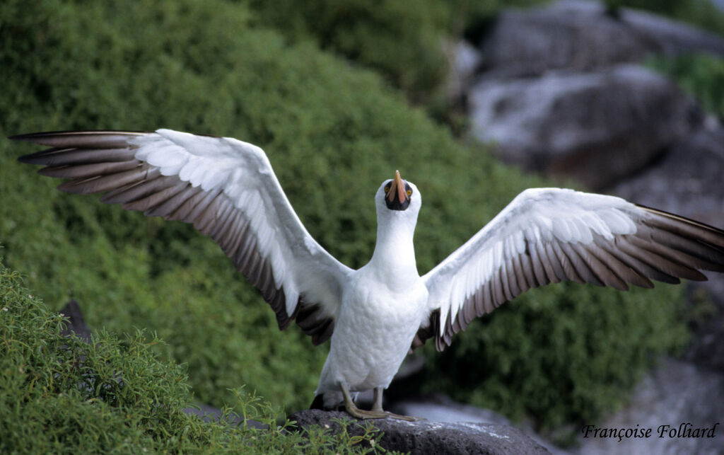 Nazca Boobyadult, Flight, Behaviour