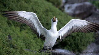 Nazca Booby