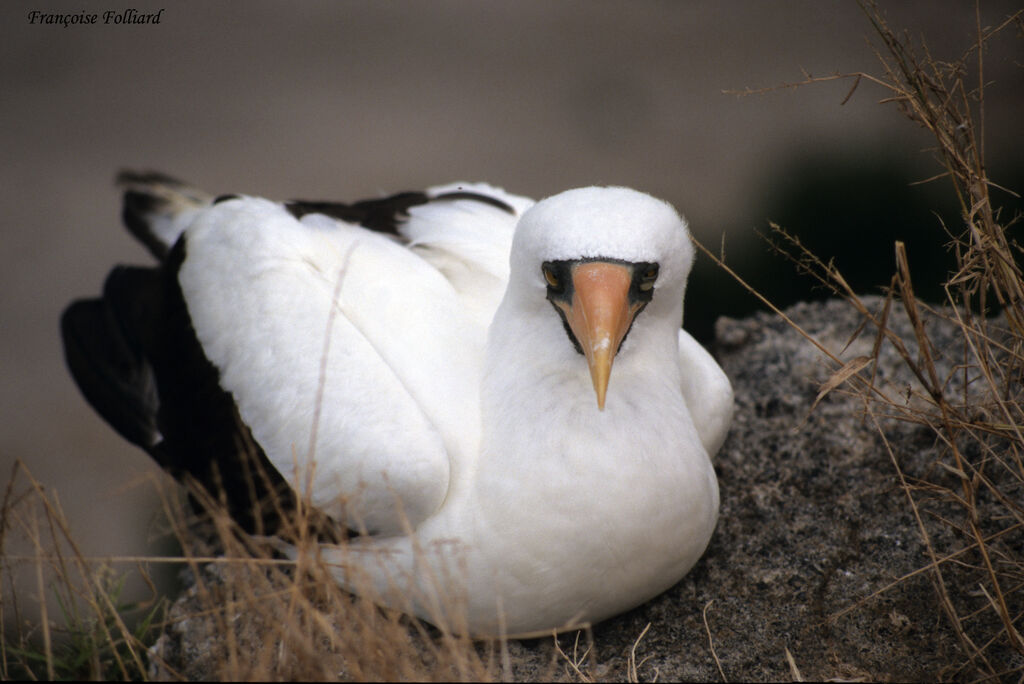 Nazca Boobyadult, identification