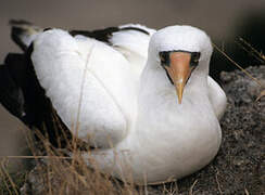 Nazca Booby