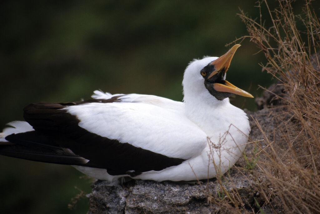 Nazca Boobyadult, identification, Behaviour