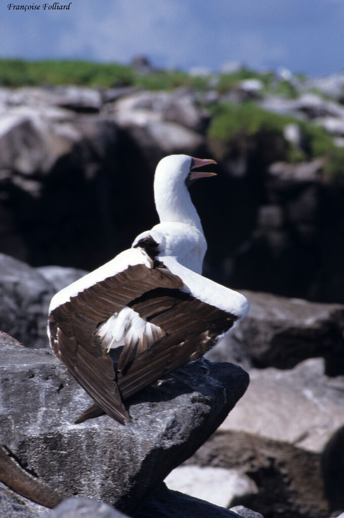 Nazca Booby, Behaviour