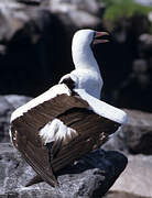 Nazca Booby