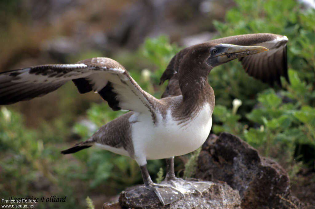 Nazca Boobyimmature, Behaviour